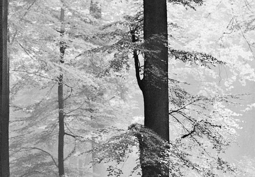 Carta da Parati - Avalon 366x254cm - Carta da Parati