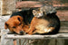Dimex Cat And Dog Carta Da Parati In Tessuto Non Tessuto 375X250cm 5 Strisce_28B1Fb82 92A9 4049 8253 Abba775E4227 | Yourdecoration.it