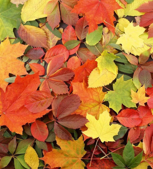 Dimex Colourful Leaves Carta Da Parati In Tessuto Non Tessuto 225X250cm 3 Strisce_44Ab5607 85Cc 43Ce B413 9A8Dceb6A2C1 | Yourdecoration.it