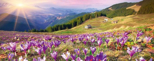 Dimex Crocuses At Spring Carta Da Parati In Tessuto Non Tessuto 375X150cm 5 Strisce_0D298417 1Ece 4Ceb Bc6D 62F29Cd75079 | Yourdecoration.it