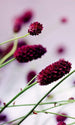 Dimex Floral Violet Carta Da Parati In Tessuto Non Tessuto 150X250cm 2 Strisce_04E90701 1F92 410E B3F1 E9Ea9677D61C | Yourdecoration.it