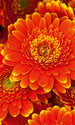 Dimex Gerbera Carta Da Parati In Tessuto Non Tessuto 150X250cm 2 Strisce_7Ce02588 E13E 4F8F 81E5 954D832089A9 | Yourdecoration.it