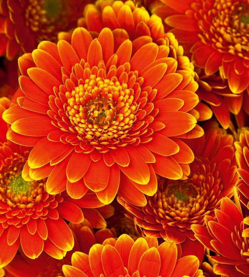 Dimex Gerbera Carta Da Parati In Tessuto Non Tessuto 225X250cm 3 Strisce_Cd6C823C E85C 43C4 A536 B74705Aed68C | Yourdecoration.it