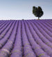Dimex Lavender Field Carta Da Parati In Tessuto Non Tessuto 225X250cm 3 Strisce_50B01D0E 9Fde 417F B4F4 Bc13Ef0Ed1C3 | Yourdecoration.it