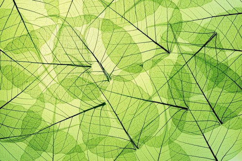 Dimex Leaf Veins Carta Da Parati In Tessuto Non Tessuto 375X250cm 5 Strisce_1A4F40D3 53Bb 4E97 Bb06 Aa952796E52F | Yourdecoration.it