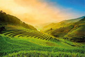 5032 8 Wizard_Genius Terraced Rice Field In Vietnam Carta Da Parati In Tessuto Non Tessuto 384X260cm 8 Strisce_23Cd21Db 1709 4E2F 82F7 E82A2Bcd2937 | Yourdecoration.it