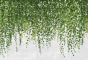 5442 8 Wizard_Genius Hanging Plants Carta Da Parati In Tessuto Non Tessuto 384X260cm 8 Strisce_F368F267 Dd8A 46Dc 957B 78530Ad00687 | Yourdecoration.it
