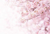 5448 8 Wizard_Genius Delicate Flowers Carta Da Parati In Tessuto Non Tessuto 384X260cm 8 Strisce_85E86674 Dcf8 4Aaa 9Bbe 2B7Ecae96754 | Yourdecoration.it