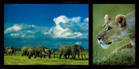 PGM DHM 13 Michel et Christine Denis Huot Elephants and Lioness Stampa Artistica 100x50cm | Yourdecoration.it