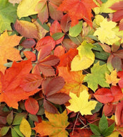 Dimex Colourful Leaves Carta Da Parati In Tessuto Non Tessuto 225X250cm 3 Strisce_44Ab5607 85Cc 43Ce B413 9A8Dceb6A2C1 | Yourdecoration.it