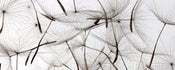 Dimex Dandelion Seeds Carta Da Parati In Tessuto Non Tessuto 375X150cm 5 Strisce_7Ba78C4B 7303 4421 88F0 Bb8Eac056091 | Yourdecoration.it