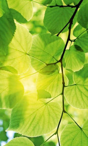 Dimex Green Leaves Carta Da Parati In Tessuto Non Tessuto 150X250cm 2 Strisce_F43B288C B1A4 4749 99Ba 270Ec571E134 | Yourdecoration.it