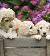 Dimex Labrador Puppies Carta Da Parati In Tessuto Non Tessuto 225X250cm 3 Strisce_0B094903 Bb82 4Dc7 84Ab E241Cf4855F6 | Yourdecoration.it
