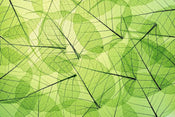 Dimex Leaf Veins Carta Da Parati In Tessuto Non Tessuto 375X250cm 5 Strisce_1A4F40D3 53Bb 4E97 Bb06 Aa952796E52F | Yourdecoration.it