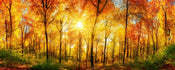 Dimex Sunny Forest Carta Da Parati In Tessuto Non Tessuto 375X150cm 5 Strisce | Yourdecoration.it