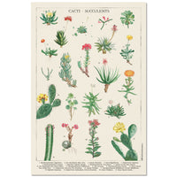 Grupo Erik GPE5536 Botanical Cacti Poster 61X91,5cm | Yourdecoration.it