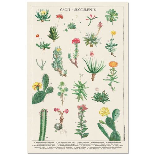 Grupo Erik GPE5536 Botanical Cacti Poster 61X91,5cm | Yourdecoration.it
