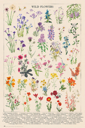 Grupo Erik Gpe5675 Botanical Wild Flowers Poster 61x91 5cm | Yourdecoration.it