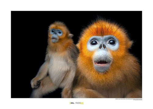 komar golden snub nosed monkey stampa artistica | Yourdecoration.it