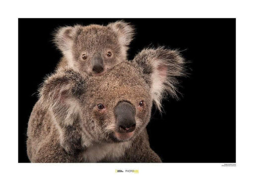komar koala bear stampa artistica e30a1528 23ce 4ede a10a 7dab16fb02d4 | Yourdecoration.it