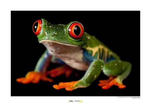 komar red eyed treefrog stampa artistica 8dc222ab a1c7 4fdc ad5c f038d5736f53 | Yourdecoration.it
