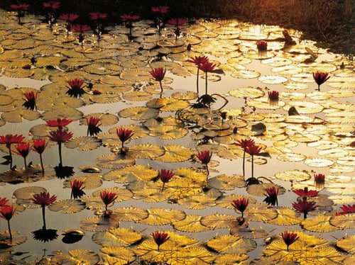 pgm bb 15 bruno baumann lotus pond stampa artistica 80x60cm | Yourdecoration.it