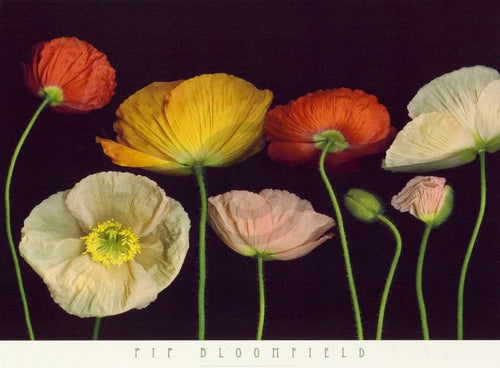 pgm bdp 07 pip bloomfield poppy garden i stampa artistica 91x66cm | Yourdecoration.it