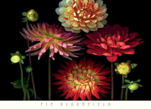 pgm bdp 45 pip bloomfield dahlia garden stampa artistica 91x66cm | Yourdecoration.it
