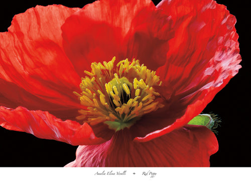 pgm eav 189 amalia elena veralli red poppy stampa artistica 91x66cm | Yourdecoration.it