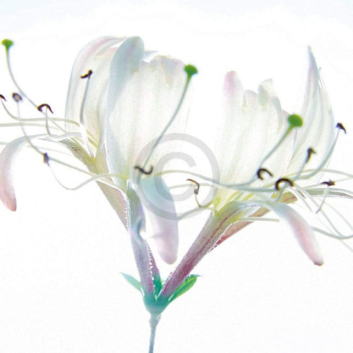 pgm inu 06 ingrid ulmer zarte bande stampa artistica 50x50cm 237ca35e cc2a 4334 84d2 c36588eee3b8 | Yourdecoration.it
