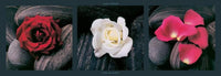 pgm pdl 03 laurent pinsard roses on stones stampa artistica 95x33cm | Yourdecoration.it
