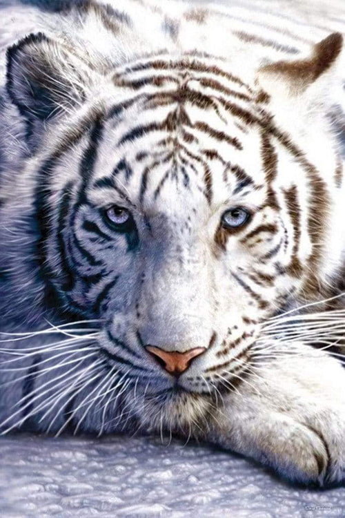 Pyramid White Tiger Poster 61x91,5cm | Yourdecoration.it