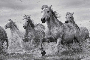Pyramid Camargue Horses Poster 91,5x61cm | Yourdecoration.it