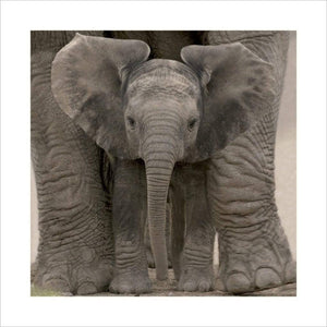 pyramid ppr45010 big ears baby elephant stampa artistica 40x40cm 29e4ce00 088b 4de6 bcfa ee7991944845 | Yourdecoration.it