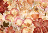 00963_Dried_Flowers | Yourdecoration.it