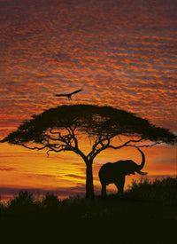 4 501 Komar African Sunset Carta Da Parati 194X270cm 4 | Yourdecoration.it