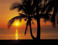 8 255 Komar Palmy Beach Sunrise Carta Da Parati 368X254 | Yourdecoration.it