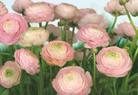 8 894 Komar Gentle Rose Carta Da Parati 368X254cm 8 Del | Yourdecoration.it