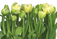 8 900 Komar Tulips Carta Da Parati 368X254cm 8 Pannelli | Yourdecoration.it