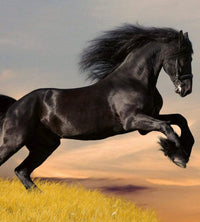 Dimex Horse Carta Da Parati In Tessuto Non Tessuto 225X250cm 3 Strisce_38A0321B 43Eb 4795 800F 324Ff09A0Beb | Yourdecoration.it