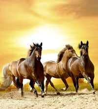 Dimex Horses In Sunset Carta Da Parati In Tessuto Non Tessuto 225X250cm 3 Strisce_Af683011 Ed67 4C92 Ae7C 38Bc6F93208E | Yourdecoration.it