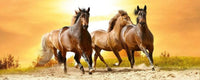 Dimex Horses In Sunset Carta Da Parati In Tessuto Non Tessuto 375X150cm 5 Strisce_Ac9B045C 53Ff 4665 B540 833B8C813C19 | Yourdecoration.it