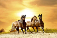 Dimex Horses In Sunset Carta Da Parati In Tessuto Non Tessuto 375X250cm 5 Strisce_Cf10B563 Ad74 405F Bd73 B36F6Bd51849 | Yourdecoration.it