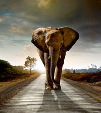 Dimex Walking Elephant Carta Da Parati In Tessuto Non Tessuto 225X250cm 3 Strisce | Yourdecoration.it