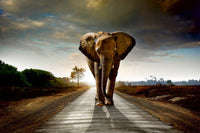Dimex Walking Elephant Carta Da Parati In Tessuto Non Tessuto 375X250cm 5 Strisce | Yourdecoration.it