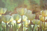 Dimex White Tulips Abstract Carta Da Parati In Tessuto Non Tessuto 375X250cm 5 Strisce | Yourdecoration.it