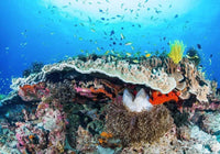 Komar Coral Reef Carta Da Parati In Tessuto Non Tessuto 400X280cm 8 Strisce_84C90Ed2 2Bc8 4840 A4E3 28Fa820Dd73E | Yourdecoration.it