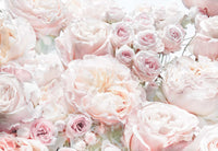 komar_vlies_carta da parati_8_976_spring_roses | Yourdecoration.it